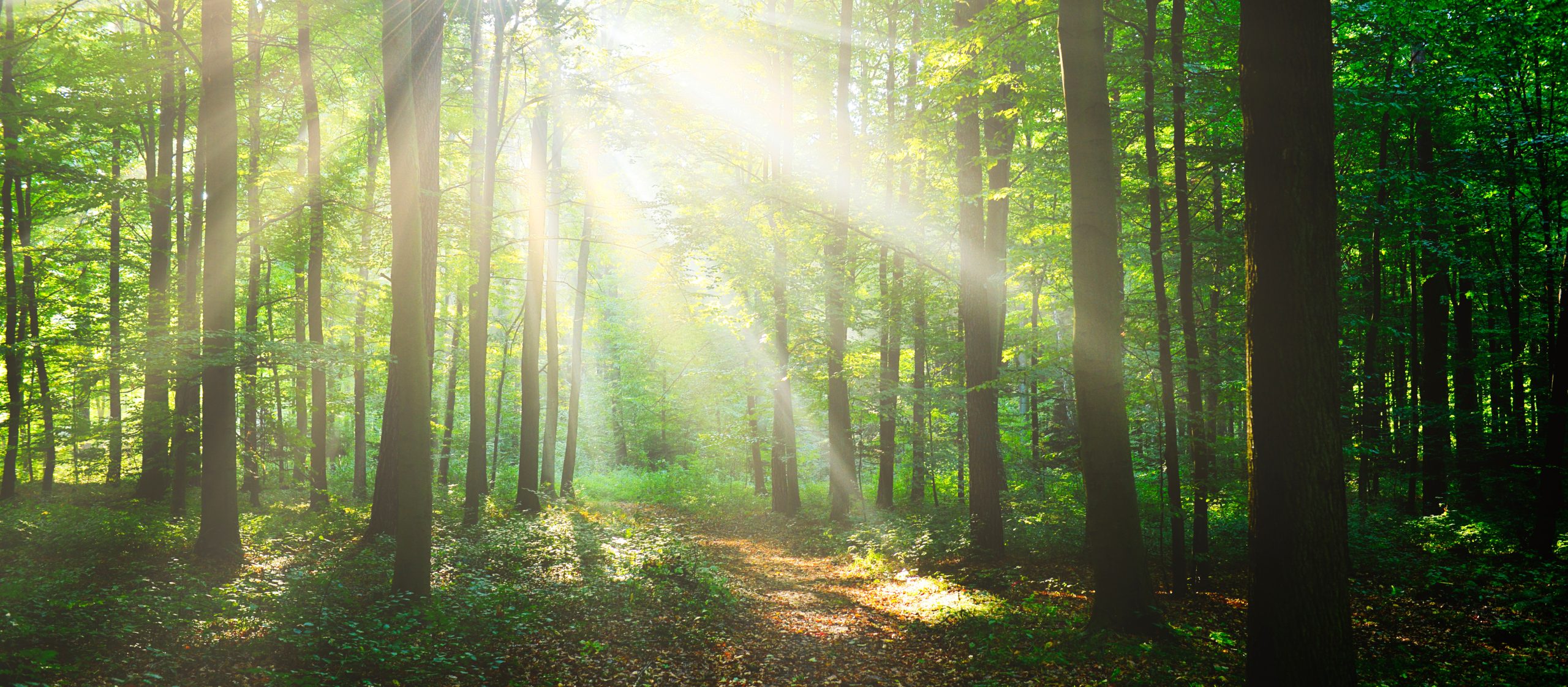 Energie printemps forêt